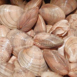 Vongola comune o Lupino Vongole lupino (Chamelea gallina)