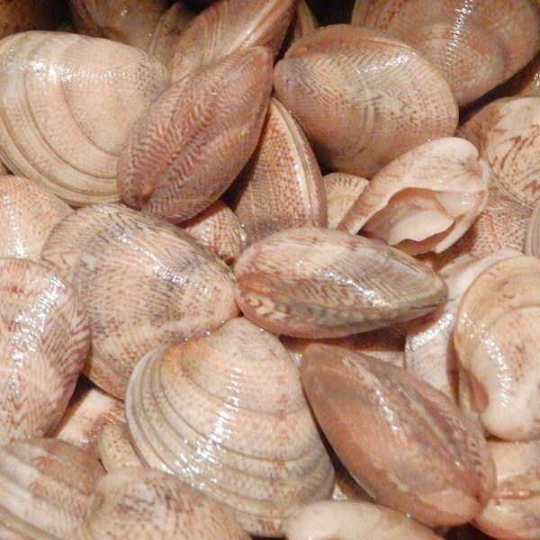 Vongole lupino (Chamelea gallina)